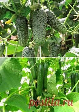 ВСЕ СЕКРЕТЫ ВЫРАЩИВАНИЯ ОГУРЦОВ.