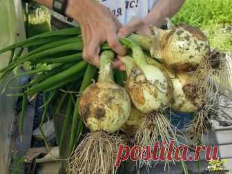Теперь я каждый год получаю большой урожай лука: 4 простых совета на заметку огородникам