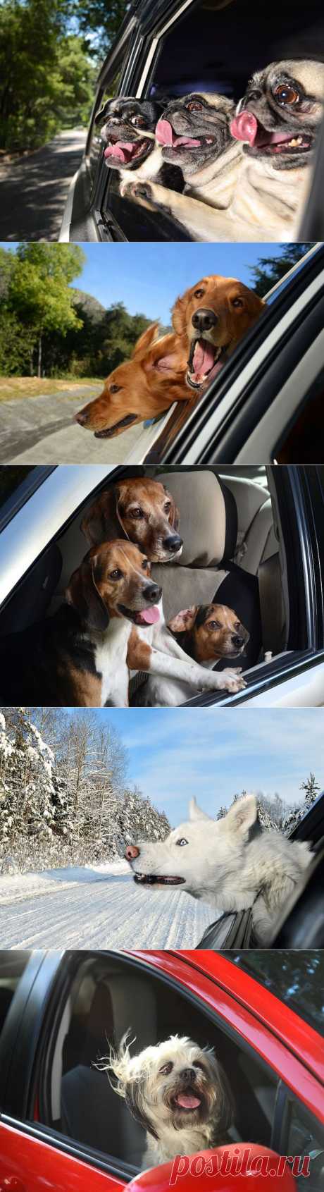 » Восторженные собаки выглядывают из автомобильных окон Это интересно!