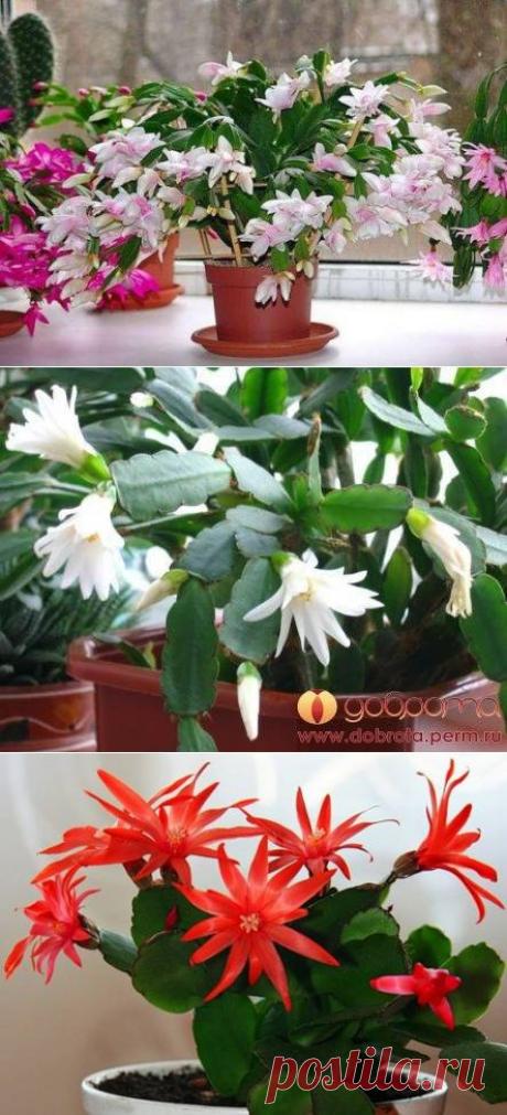 Этот цветок почти всегда цветет зимой, но есть маленькие секреты по уходу.