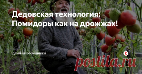 Дедовская технология: Помидоры как на дрожжах! Листая литературу про сад и огород, набрёл на один, совсем забытый нами...
