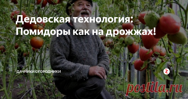 Дедовская технология: Помидоры как на дрожжах! Листая литературу про сад и огород, набрёл на один, совсем забытый нами...