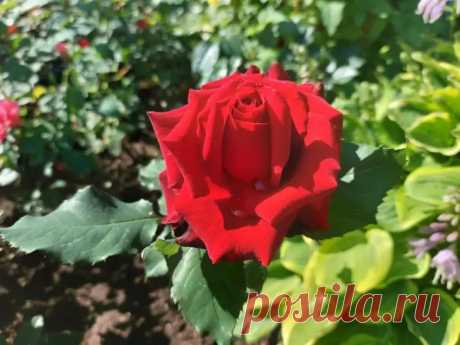 Возле розы всегда сажают это: секрет, который превратит ваш цветник в произведение искусства. Садоводы раскрывают, какое растение делает цветник ярким и защищает розы от вредителей.