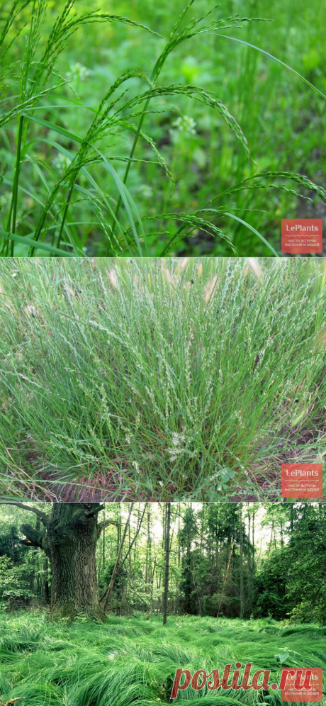 Какие виды трав подходят для газона? Травосмеси для разных видов газонов