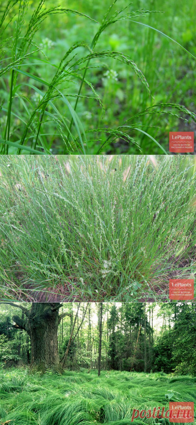 Какие виды трав подходят для газона? Травосмеси для разных видов газонов