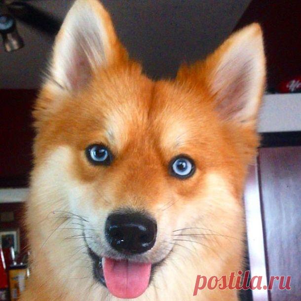 Плод любви (10 фото) | Чёрт побери Плод любви хаски и лисы (а может лИса)...            Всё!..