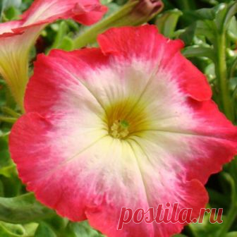 Петуния крупноцветковая Танго Red Morn (драже) 10 шт