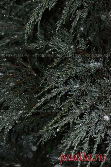 Full frame shot of frozen evergreen tree in snowy winter night. Nature background. Стоковое фото, фотограф Ilaronsia / Фотобанк Лори