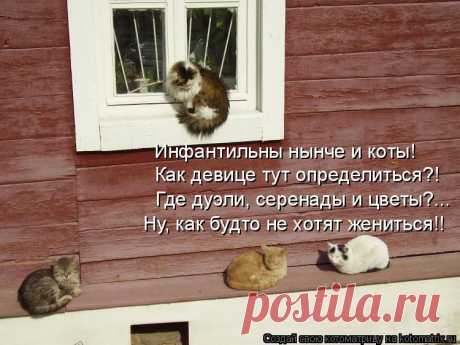kotomatritsa_kj.jpg (Изображение JPEG, 750 × 562 пикселов)