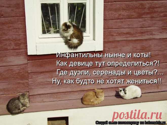 kotomatritsa_kj.jpg (Изображение JPEG, 750 × 562 пикселов)