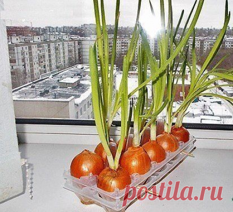ПЛАСТИКОВЫЙ КОНТЕЙНЕР ДЛЯ ВЫГОНКИ ЛУКА. ПРОСТО! УДОБНО!