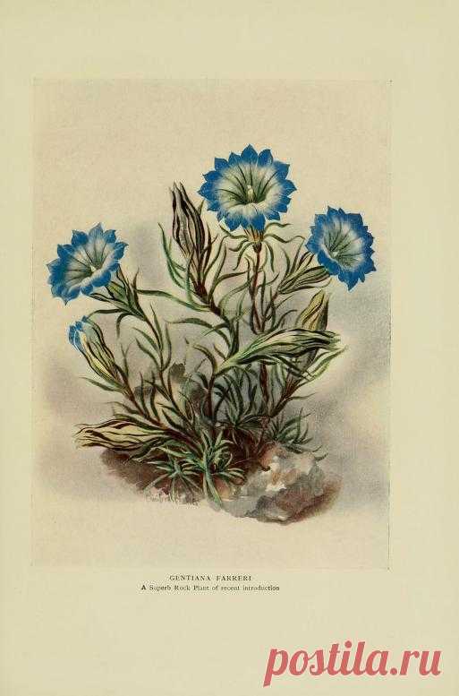 Alpine plants : Macself, A. J. (Albert James), 1878-1952 

Альпийские растения