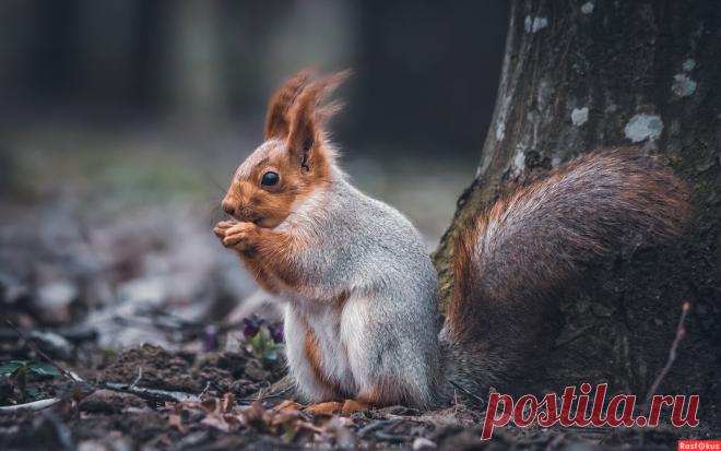 Фото: Вечер в парке. Фотограф-анималист Александр. Фото животных - Фотосайт Расфокус.ру