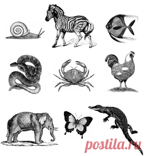 Странный зоопарк

Перед Вами несколько местами милых, местами — нет, но живых существ. У вас есть минута, чтобы их запомнить. После того как минута пройдёт, уберите этот рисунок и…