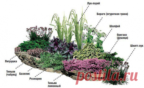 Пряная клумба