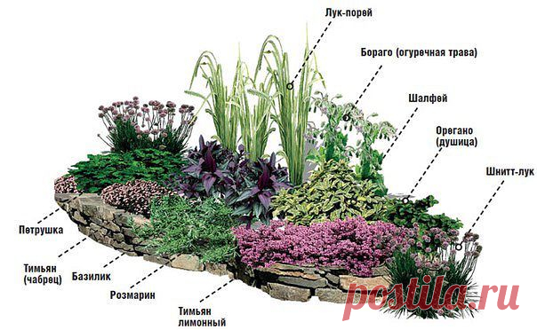 Пряная клумба