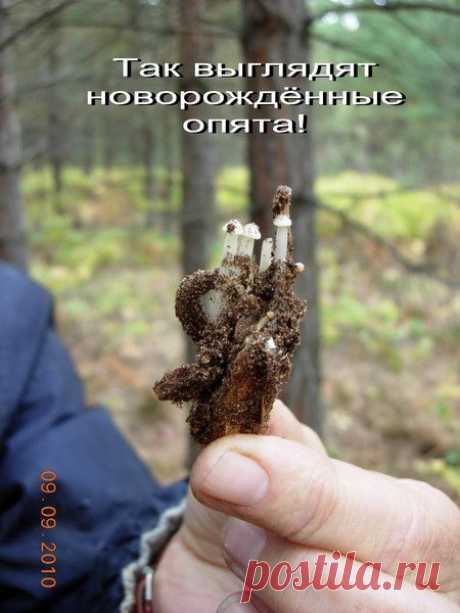 Борис Короткевич - Миасс, Челябинская обл., Россия, 77 лет на Мой Мир@Mail.ru