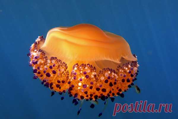 30 фото медуз — самых невероятных морских обитателей
