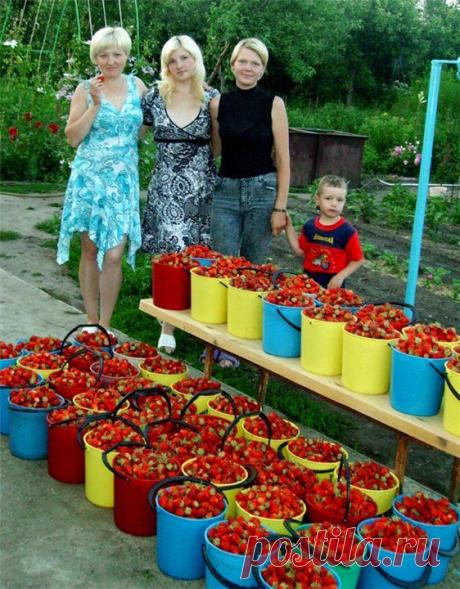 ВЫРАЩИВАНИЕ САДОВОЙ ЗЕМЛЯНИКИ (КЛУБНИКИ). | Самоцветик
