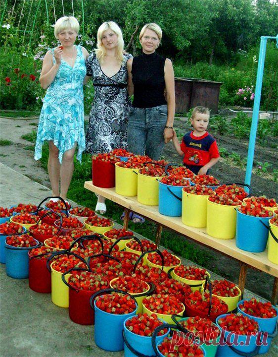ВЫРАЩИВАНИЕ САДОВОЙ ЗЕМЛЯНИКИ (КЛУБНИКИ). | Самоцветик