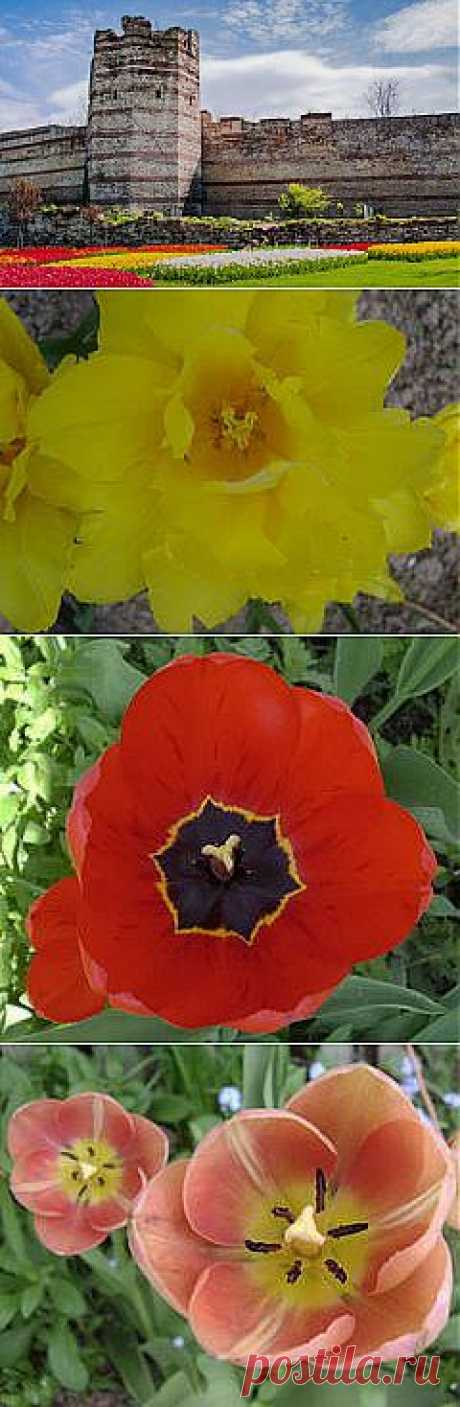 Где растут самые красивые тюльпаны на Земле? Спешим в Стамбул на фестиваль тюльпанов! | Культура, искусство, история