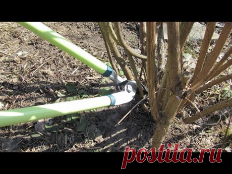 Обрезка роз в апреле