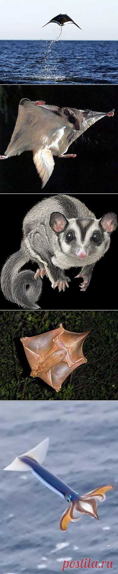 &amp;raquo; Топ 10 самых странных летающих животных в мире Это интересно!