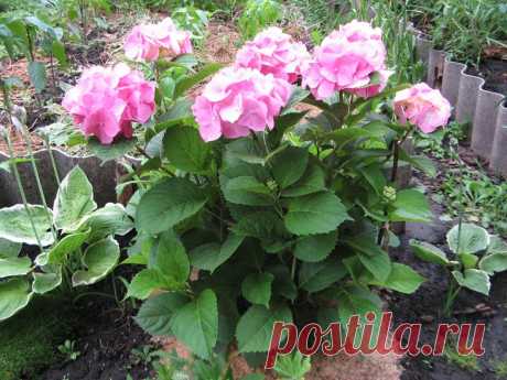 (115) МОЯ ДАЧА дизайн, огород, сад, цветы, идеи, советы, дачники и дачная жизнь