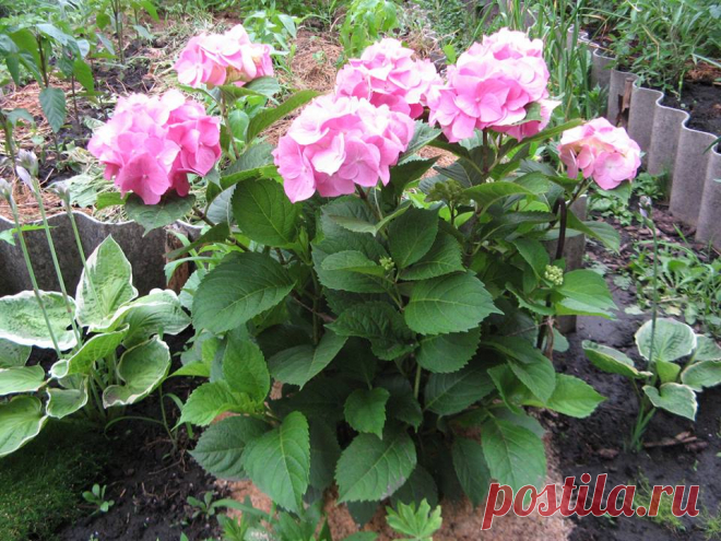 (115) МОЯ ДАЧА дизайн, огород, сад, цветы, идеи, советы, дачники и дачная жизнь