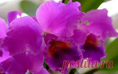 Орхидея - символ совершенства, красоты, любви и роскоши. | Альбом до HD 1280x720