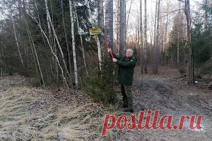 В Подмосковье освободили деревья