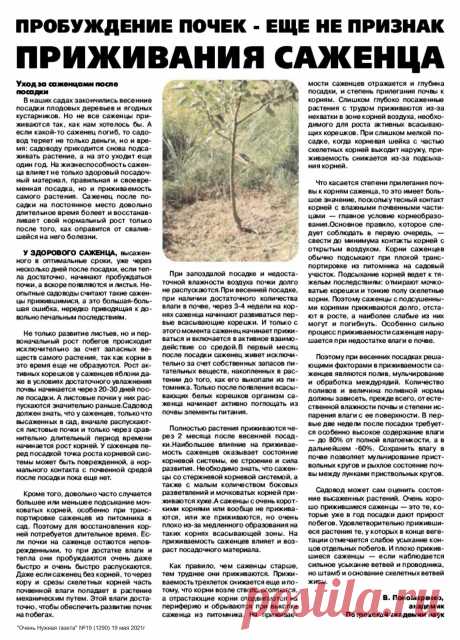 Уход за саженцем после посадки