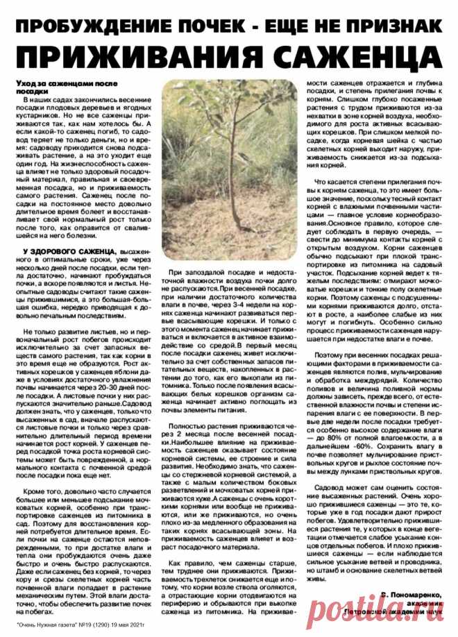Уход за саженцем после посадки