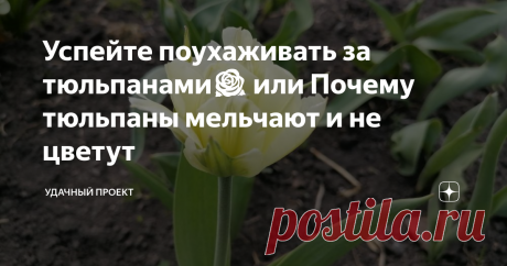 Успейте поухаживать за тюльпанами🌹 или Почему тюльпаны мельчают и не цветут Хотите, чтобы ваши тюльпаны не мельчали, а радовали своей красотой каждую весну? Готова помочь и подсказать, как правильно срезать цветы для букетов или после цветения и как уходом поддержать луковицы, дать им вырасти и заложить цветочные почки будущего года. Как правильно срезать тюльпаны Срезать их надо в любом случае, даже если мы любуемся ими на клумбе. Срезаем для букетов  Срезаем, оставив у ...