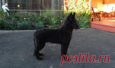 Парфэ Гард Витольда - 4 мес.