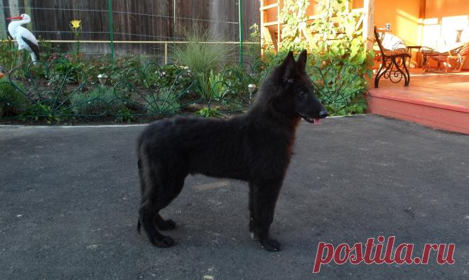 Парфэ Гард Витольда - 4 мес.