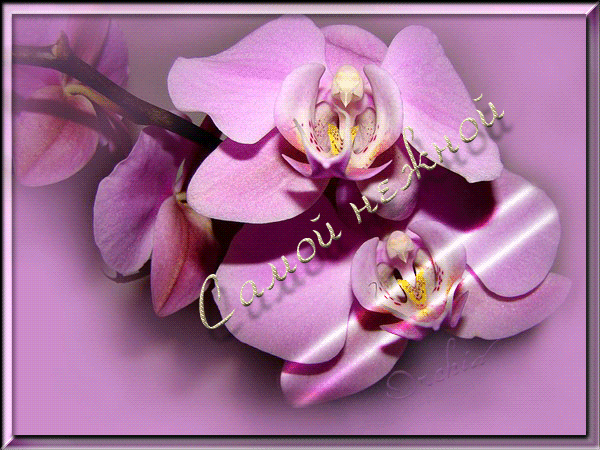 Для тебя с НЕЖНОСТЬЮ!