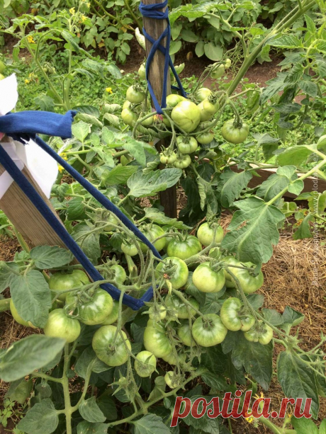 Проба пера в природном земледелии