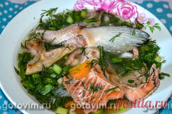 Уха из головы и хвоста лосося. Рецепт с фото Уха - старинный вид супов, который остается популярным и у современных домохозяек, и у шеф-поваров рыбных ресторанов. Если увидите на прилавке рыбного отдела «суповой набор» из благородной красной рыбы (лосося, семги и т.д.), смело берите его на уху. Из рыбной головы, хвоста, плавников и кусочков брюшка получается отличный рыбный бульон. Подробный рецепт, как приготовить уху из головы и хвоста рыбы, смотрите ниже.

