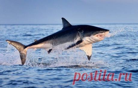При виде каких морских обитателей большая белая акула от страха готова выпрыгивать из воды  Большая белая акула, известная так же, как акула-людоед, встречается в открытых водах всех океанов Земли за исключением Северного Ледовитого. Грозная рыба-хищник наводит страх не только на...