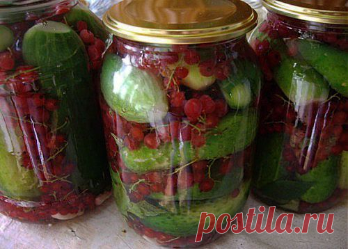 Огурцы, засоленные со смородиной / Простые рецепты