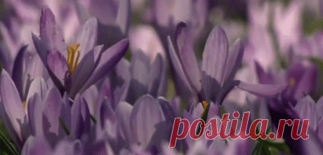 хх