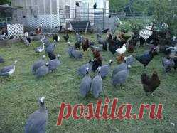 Цесарки - живое оружие против вредителя Цесарок часто называют гвинейскими курочками из-за их африканского происхождения. Они были одомашнены позже всех других своих собрать­ев по птичьему двору. Эта очень любопытная птица сохранила множество диких повадок: способность ле­тать, подвижность и умение прокормиться подножным кормом. У цесарок сохрани­лась и первоначальная ок­раска перьев - с...