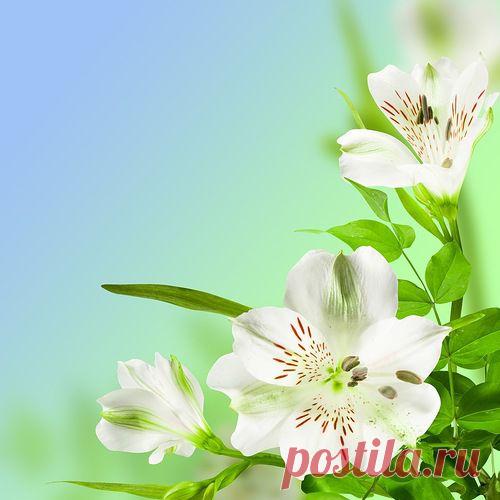 Обои на рабочий стол "Цветочные" - разные - Обои на рабочий стол+ - Каталог разделов сайта - FantasyWorld