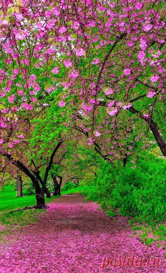 Pinterest