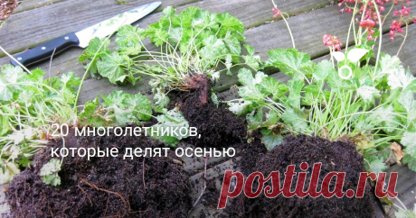 20 многолетников, которые делят осенью Осень — отличное время для посадки и пересадки многолетних цветов, тем более, если пришло время их делить — разрослись настолько, что начали терять в декоративности. Предлагаем читателям список из 20-ти многолетников, которые лучше всего делить осенью.