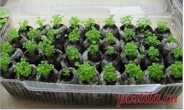 Семена сажаем в кипяток