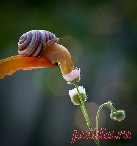 (81) Одноклассники