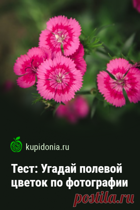 Тест: Угадай полевой цветок по фотографии. Зимой приятно вспомнить о лете! Поэтому сегодня всем любителям природы мы предлагаем пройти интересный тест о полевых цветах. Узнаете ли вы их на фотографии?