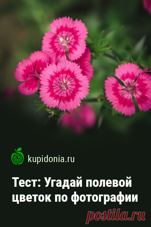 Тест: Угадай полевой цветок по фотографии. Зимой приятно вспомнить о лете! Поэтому сегодня всем любителям природы мы предлагаем пройти интересный тест о полевых цветах. Узнаете ли вы их на фотографии?